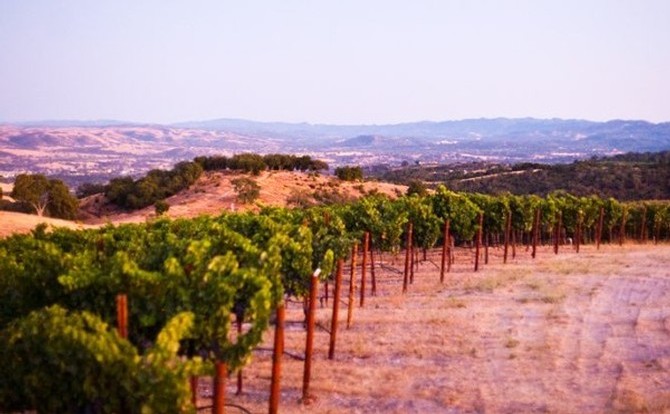 A photo of the ends of the rows of vines at Calcareous Vineyard overlooking the hills of Paso Robles