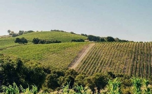 Some of the vineyards at Calcareous Vineyard in Paso Robles