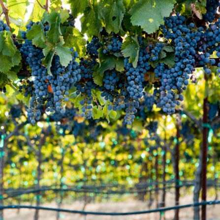 Grapevines at Calcareous Vineyard loaded with fruit that is almost ready for harvest.