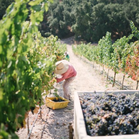A worker hand-harvesting fruit from a Calcareous vineyard