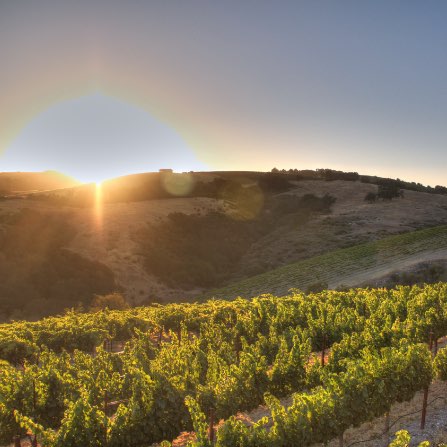 The sun rising over the hillside at Calcareous with a vineyard in the foreground.