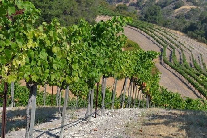 Kate's Vineyard, one of Calcareous' vineyards in Paso Robles.