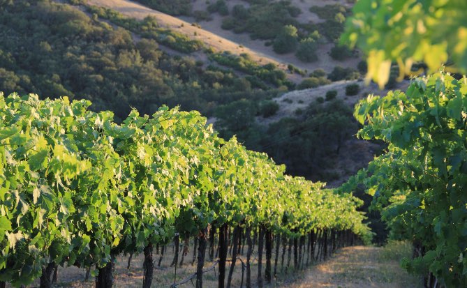 Calcareous Vineyard vines