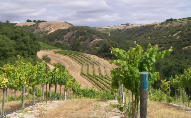 Kate's Vineyard in Paso Robles area - grown for Calcareous Vineyard Wines