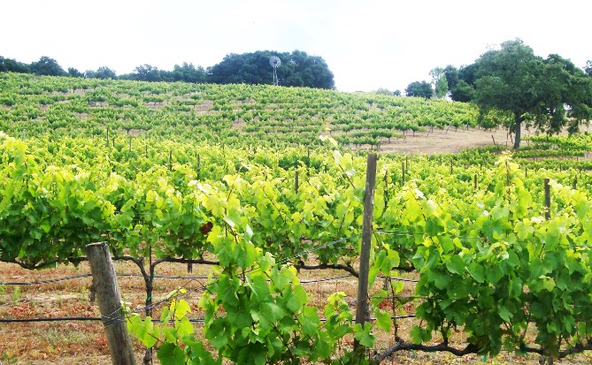 York Mountain Vineyard - Carver Pinot grapevines in Paso Robles