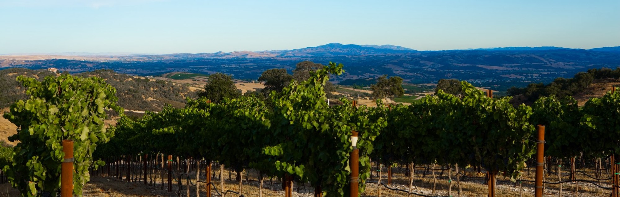 Calcareous Vineyard rows of grape vines in Paso Robles, CA