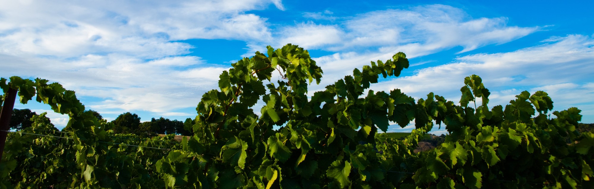 Grapevines in Calcareous Vineyard in Paso Robles reaching toward the sky