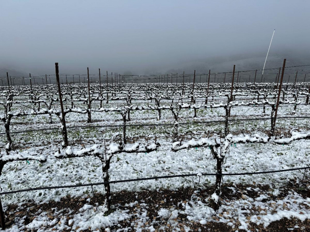 Calcareous Vineyard Snowy Vineyard Rows