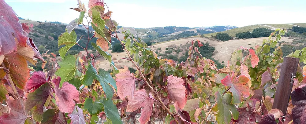 Calcareous Paso Robles Vineyard
