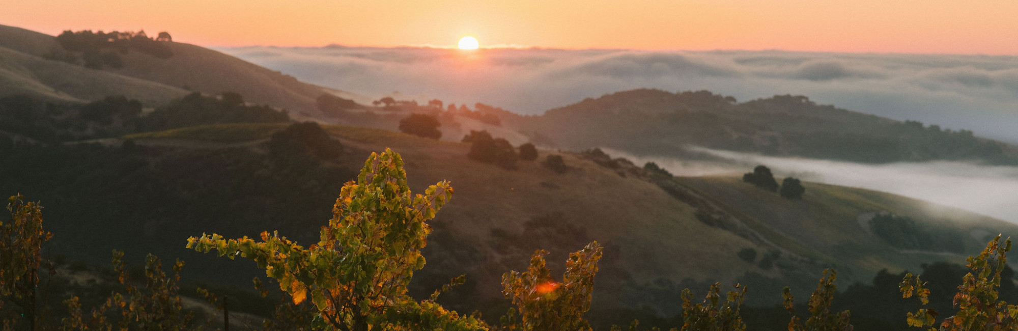 Calcareous Paso Robles Wines