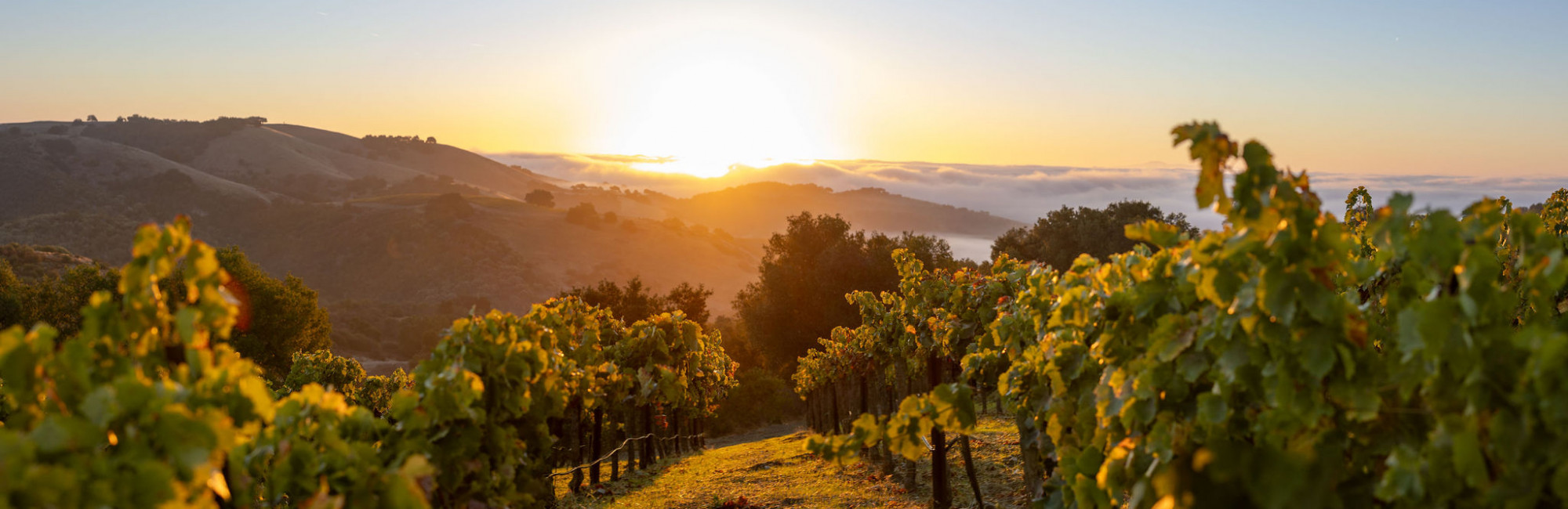 Calcareous Paso Robles Wines