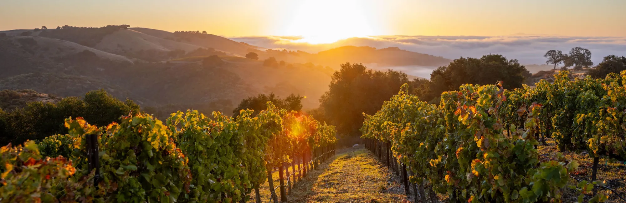 25th anniversary image