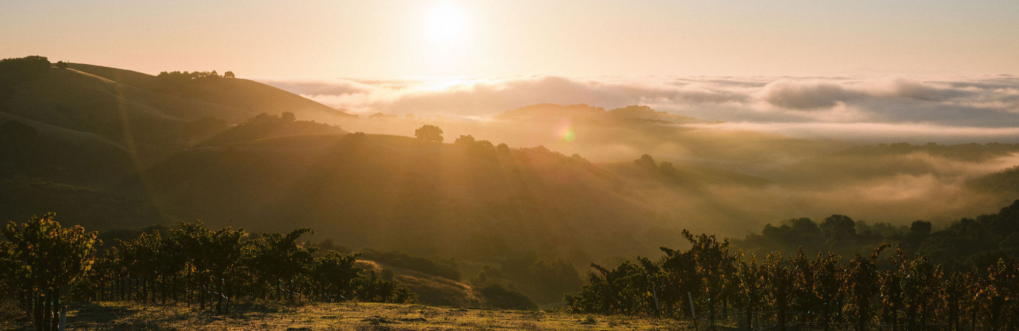 Calcareous Paso Robles Wines