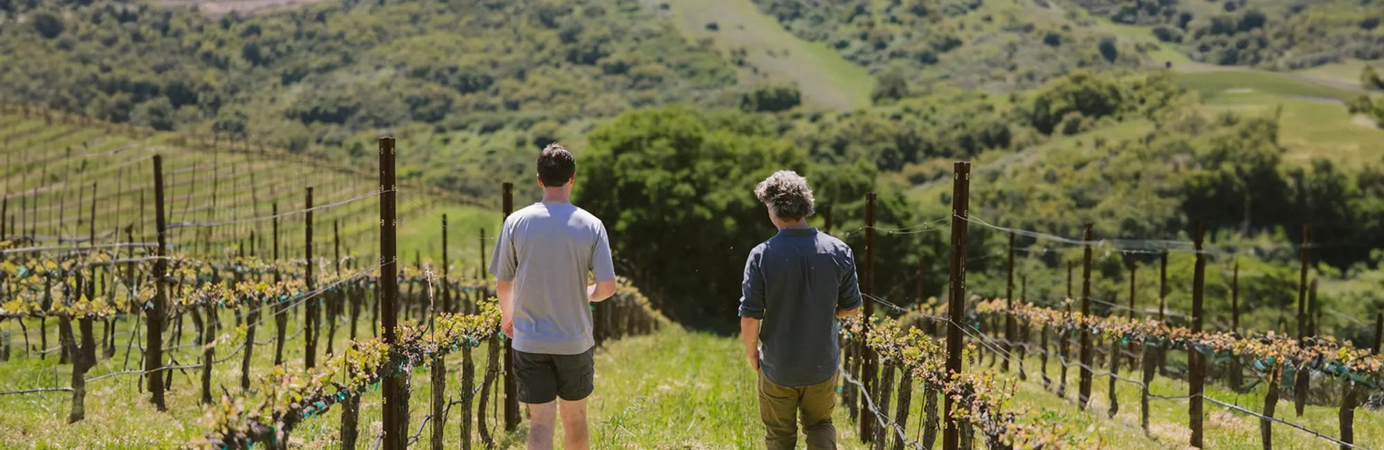 Vineyards