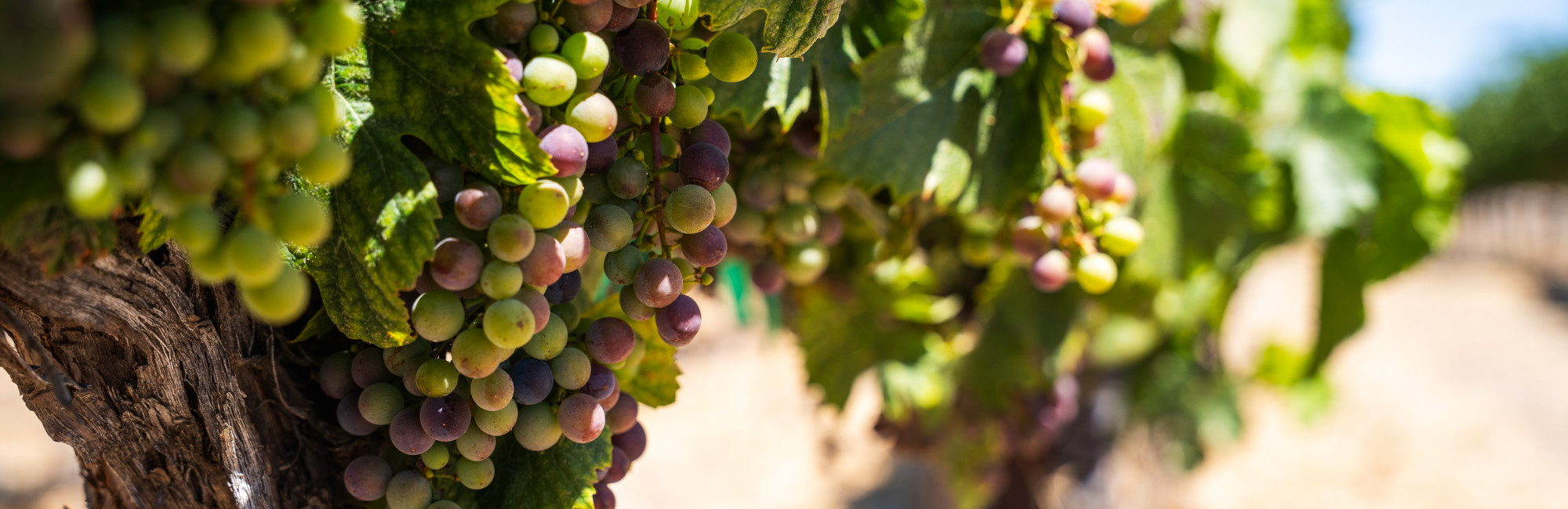 Pinot Noir Past Vintages