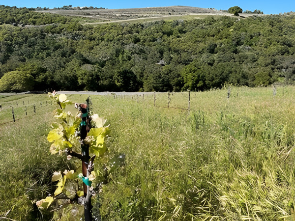 Calcareous No Spray Vineyard