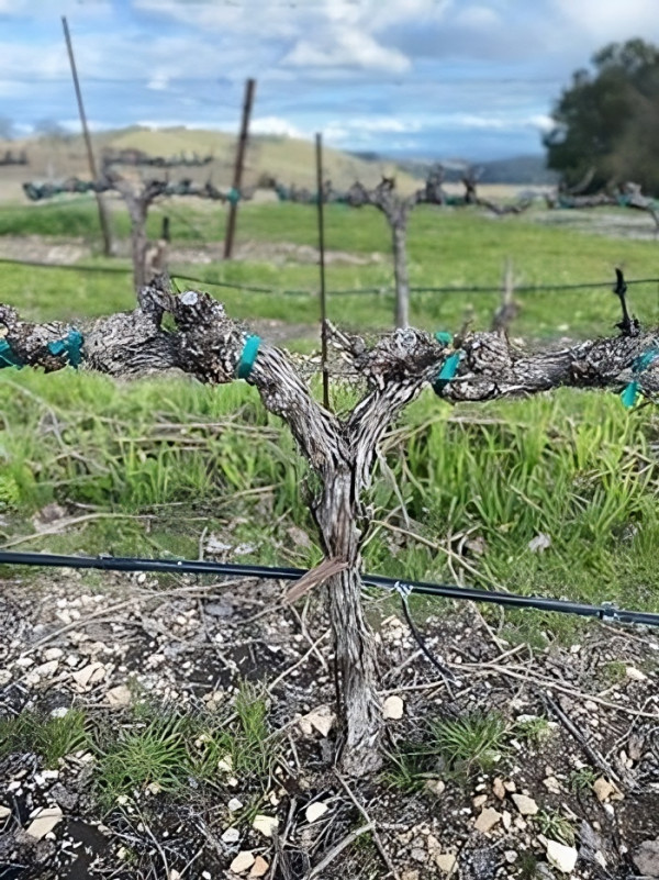 Calcareous Vineyard Dormant Vine