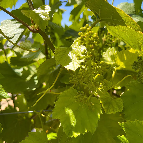 Calcareous Vineyard Paso Robles Bud Break