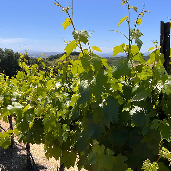 Calcareous Vineyard Paso Robles Grape Vine