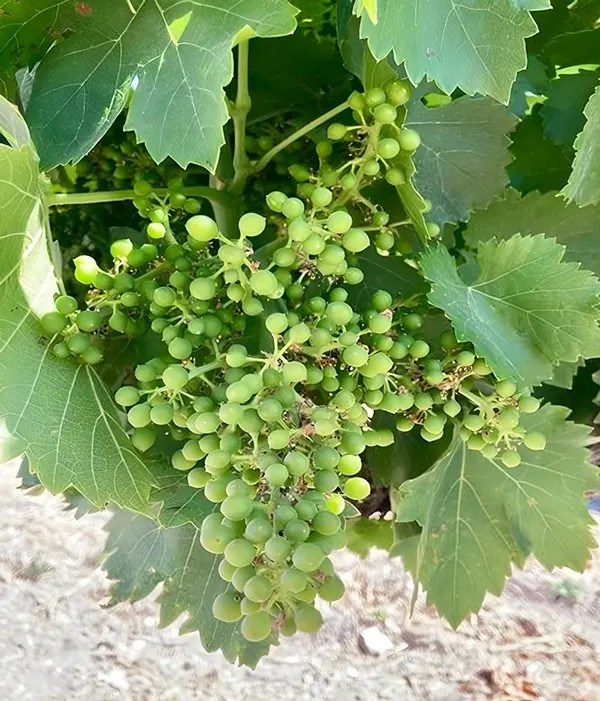 Grape Head Cluster