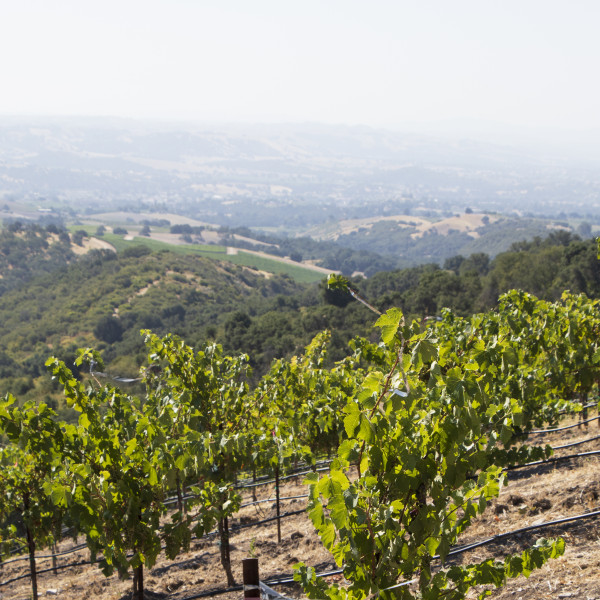 Calcareous Paso Robles Vineyard