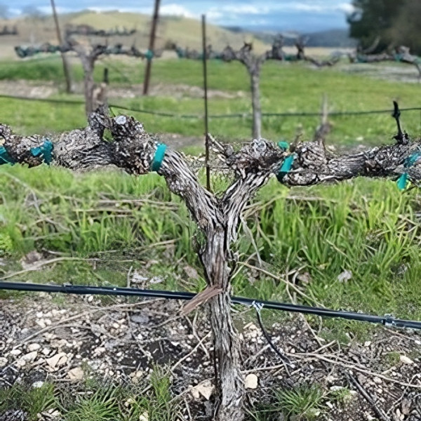 Calcareous Vineyard Dormant Vine
