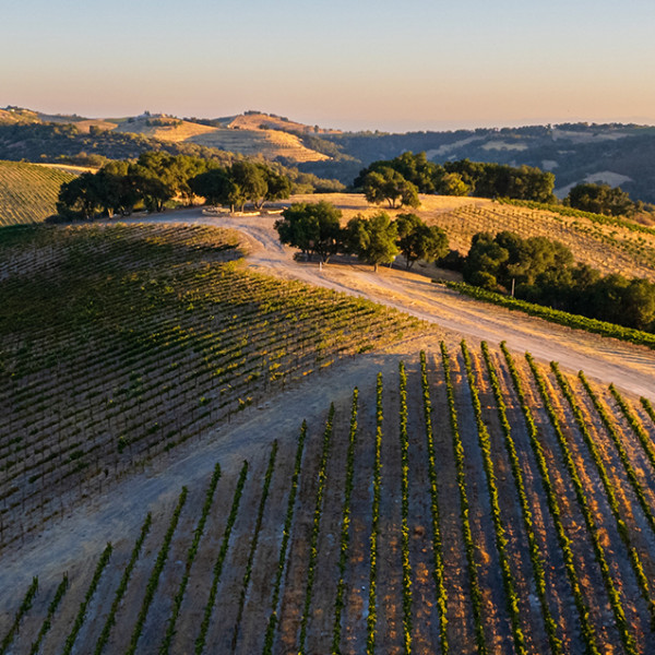 Calcareous Vineyard Panorama