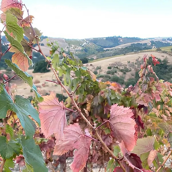 Calcareous Vineyard Vine Close-up