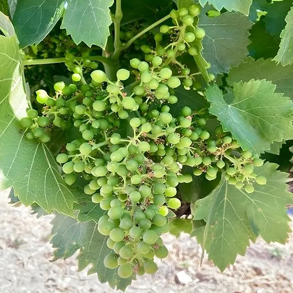 Grape Head Cluster
