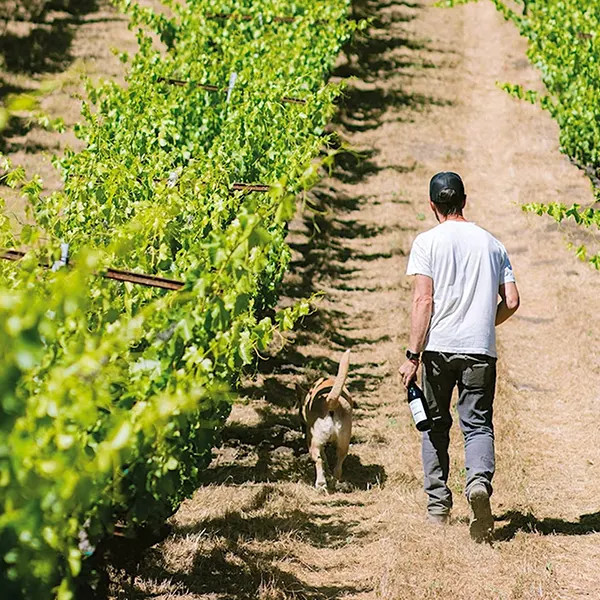 On the Rebound/California Rhône-Style Wines